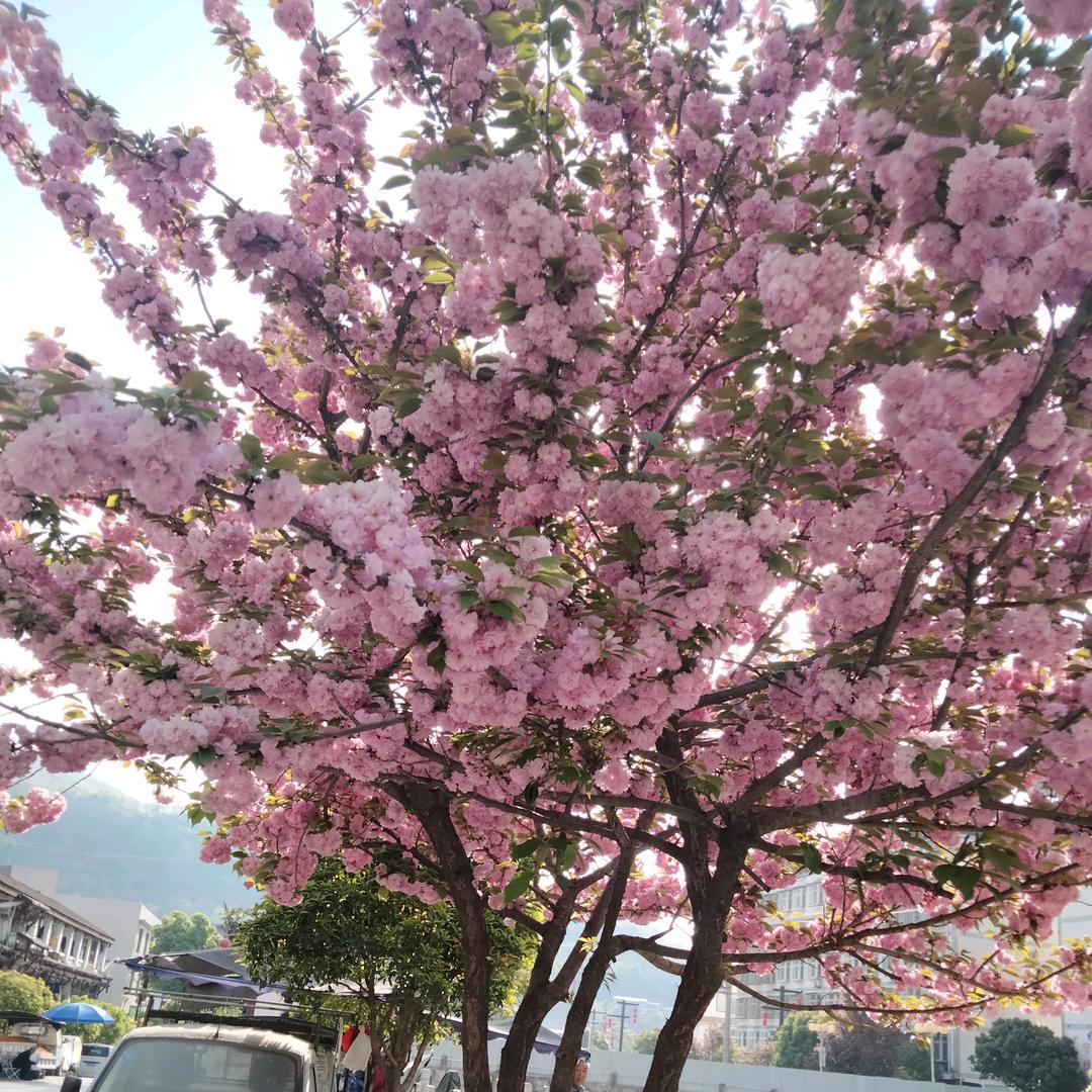 永远健康，家人平安。