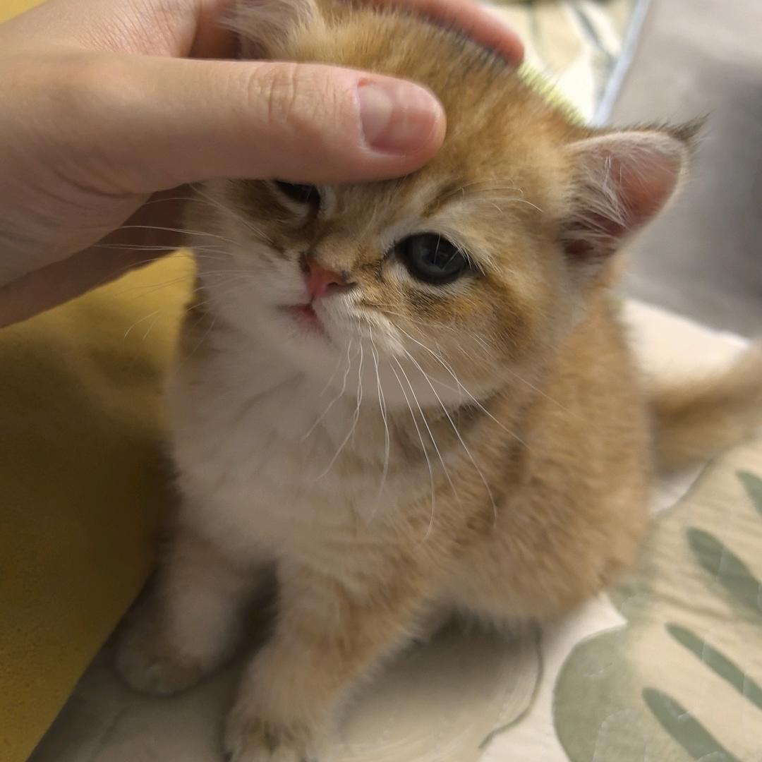 歪歪的脑袋