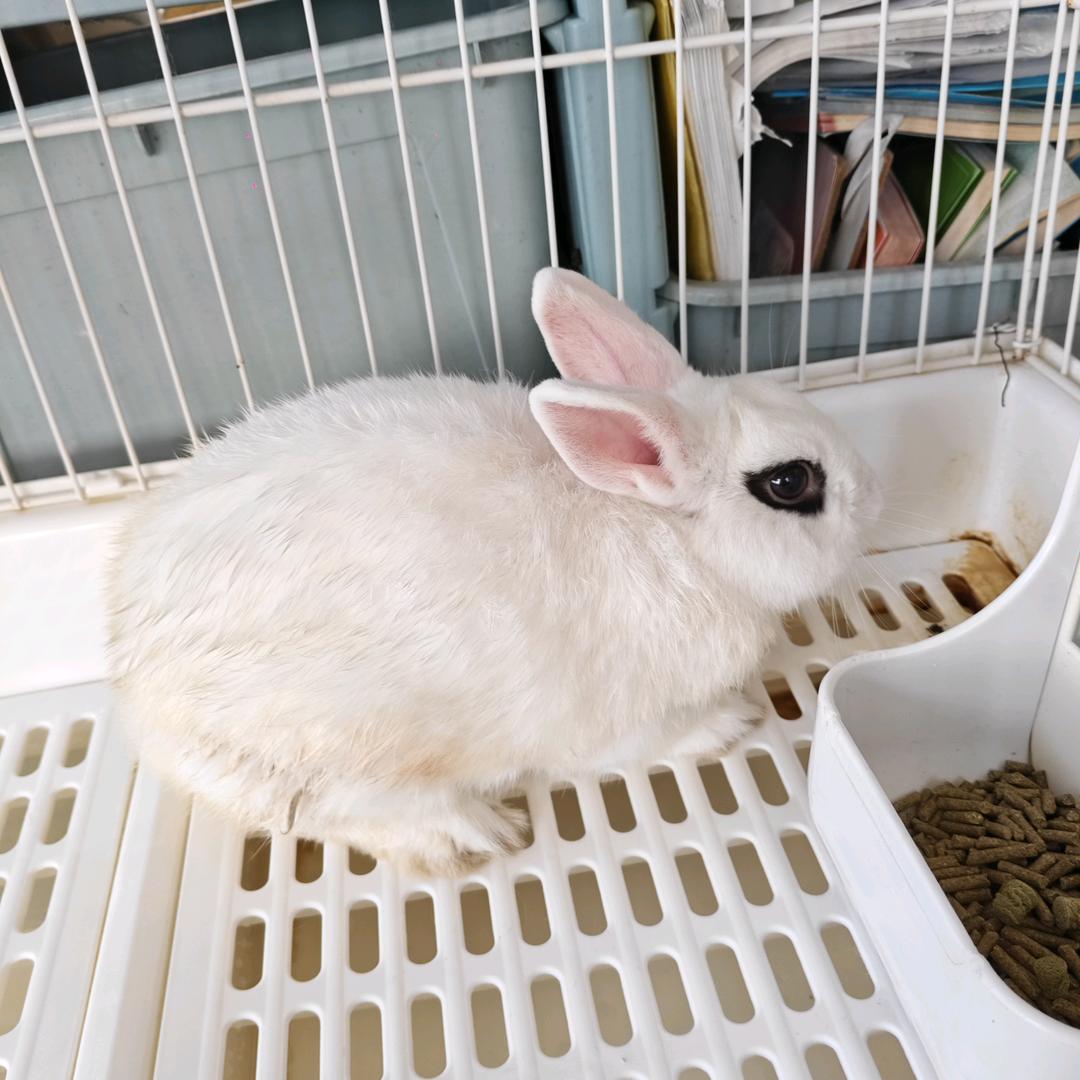 碗琳
