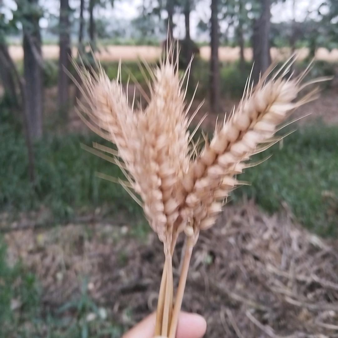 不一样的烟火