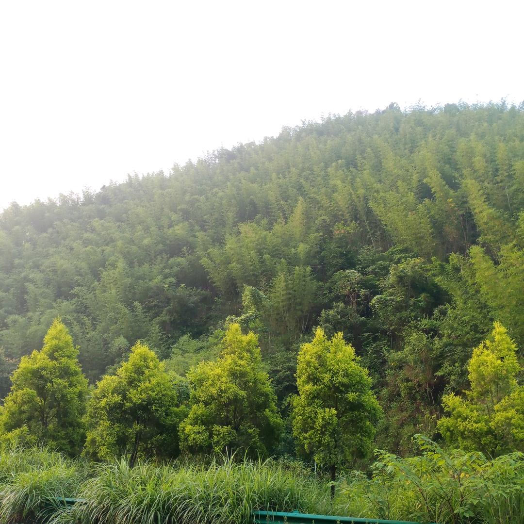 强哥