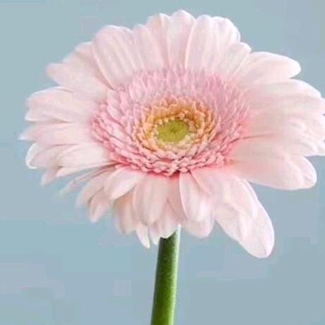 萌哒哒滴招财小铃铛ಇ᭄ℒᎭℯ⃝孔