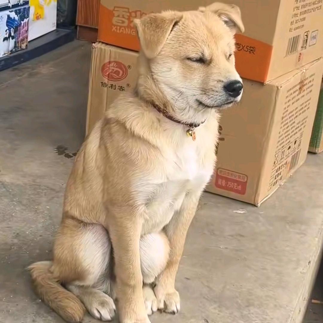 苹果🍎