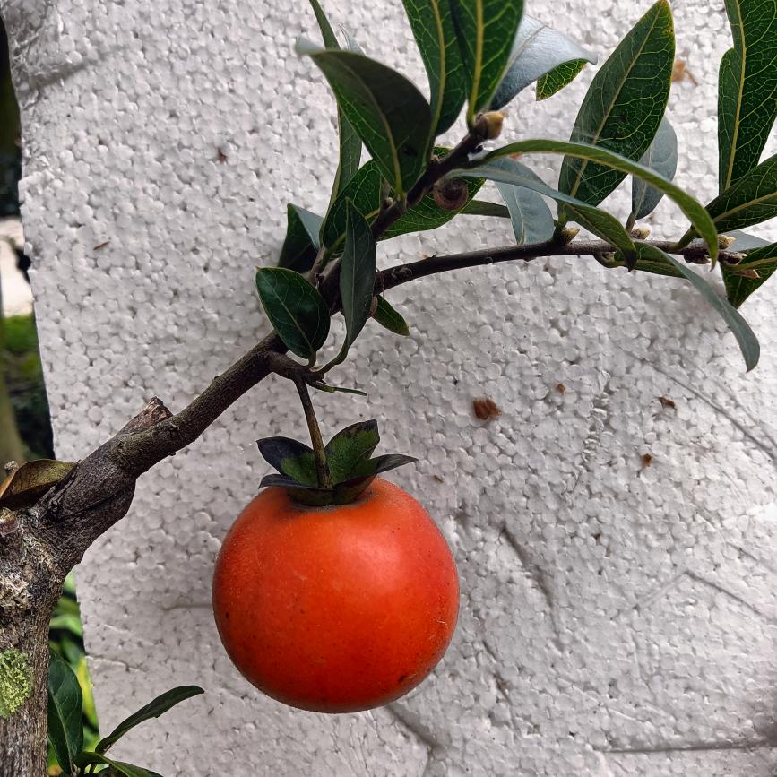 牛角蜂