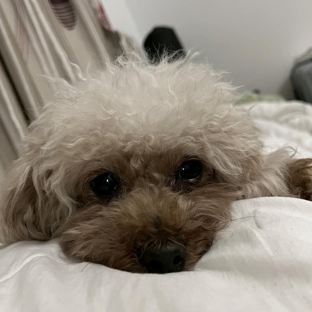 凹凸曼.