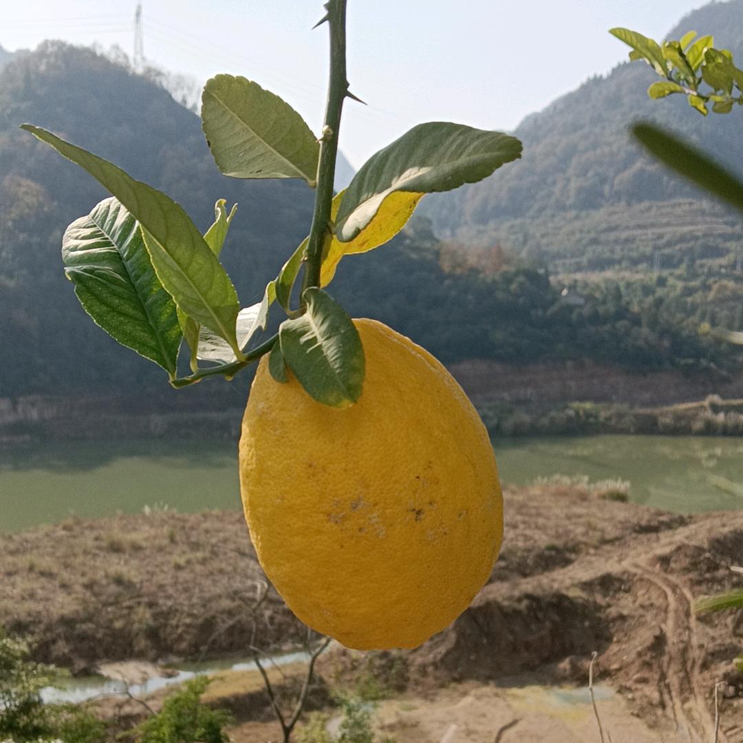 柠檬