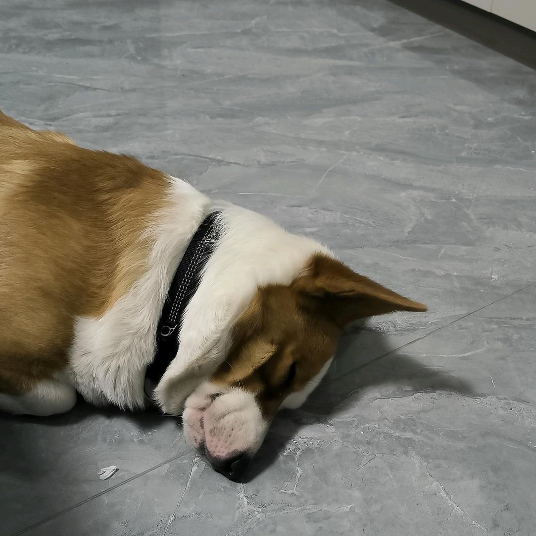 独角兽y