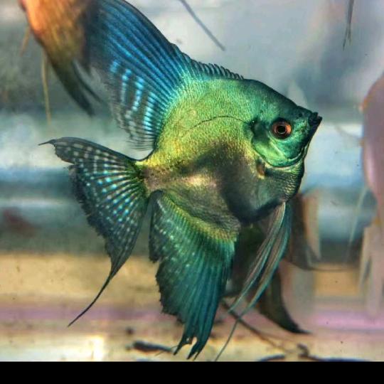 🎶余生🐟看淡🎶🎸