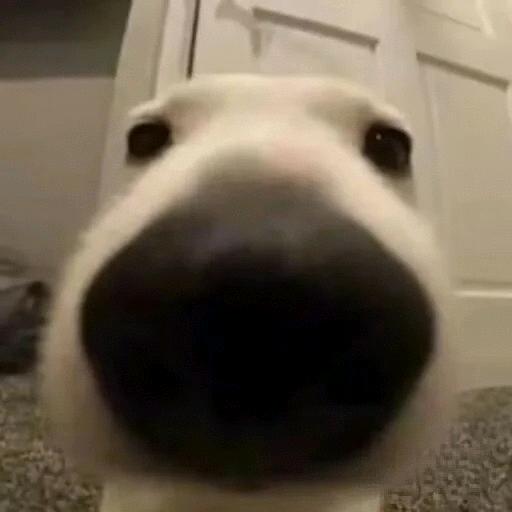 ·Y·