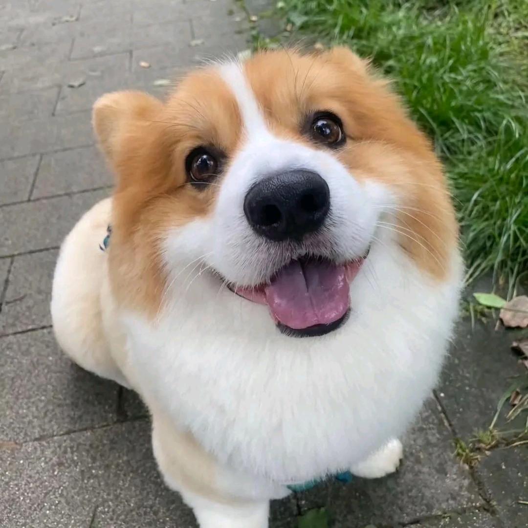 （🍀）