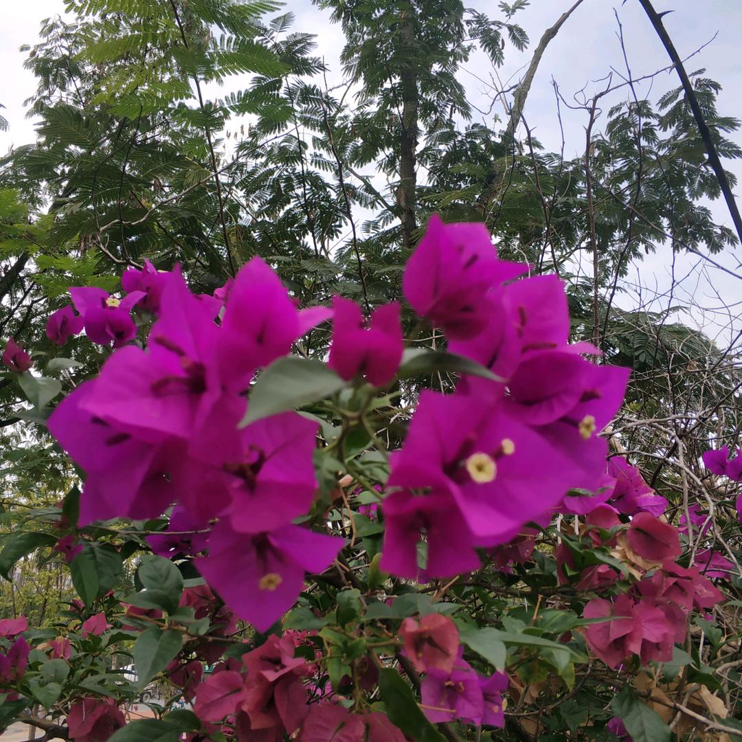 顺心如意，张凤琼