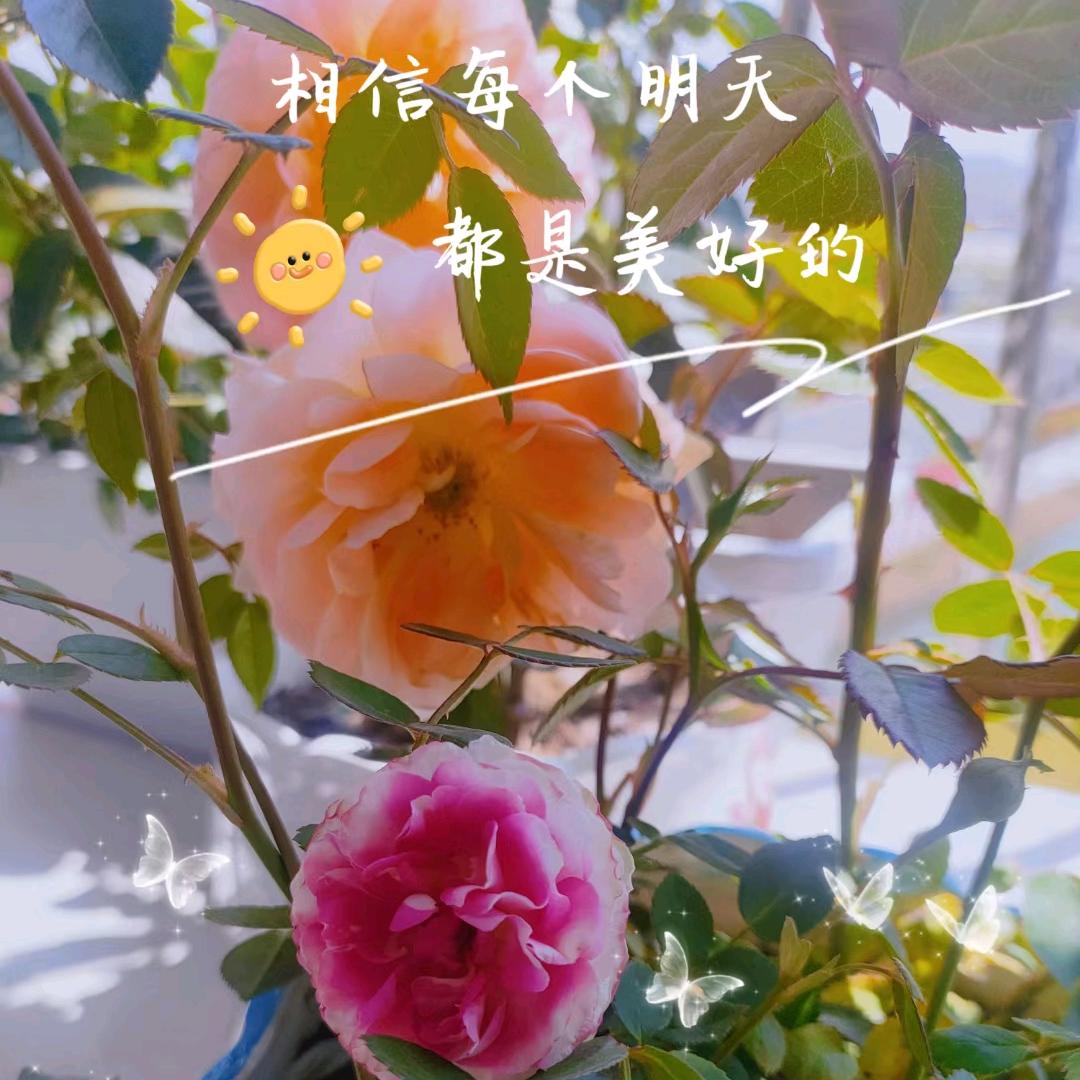 若楠