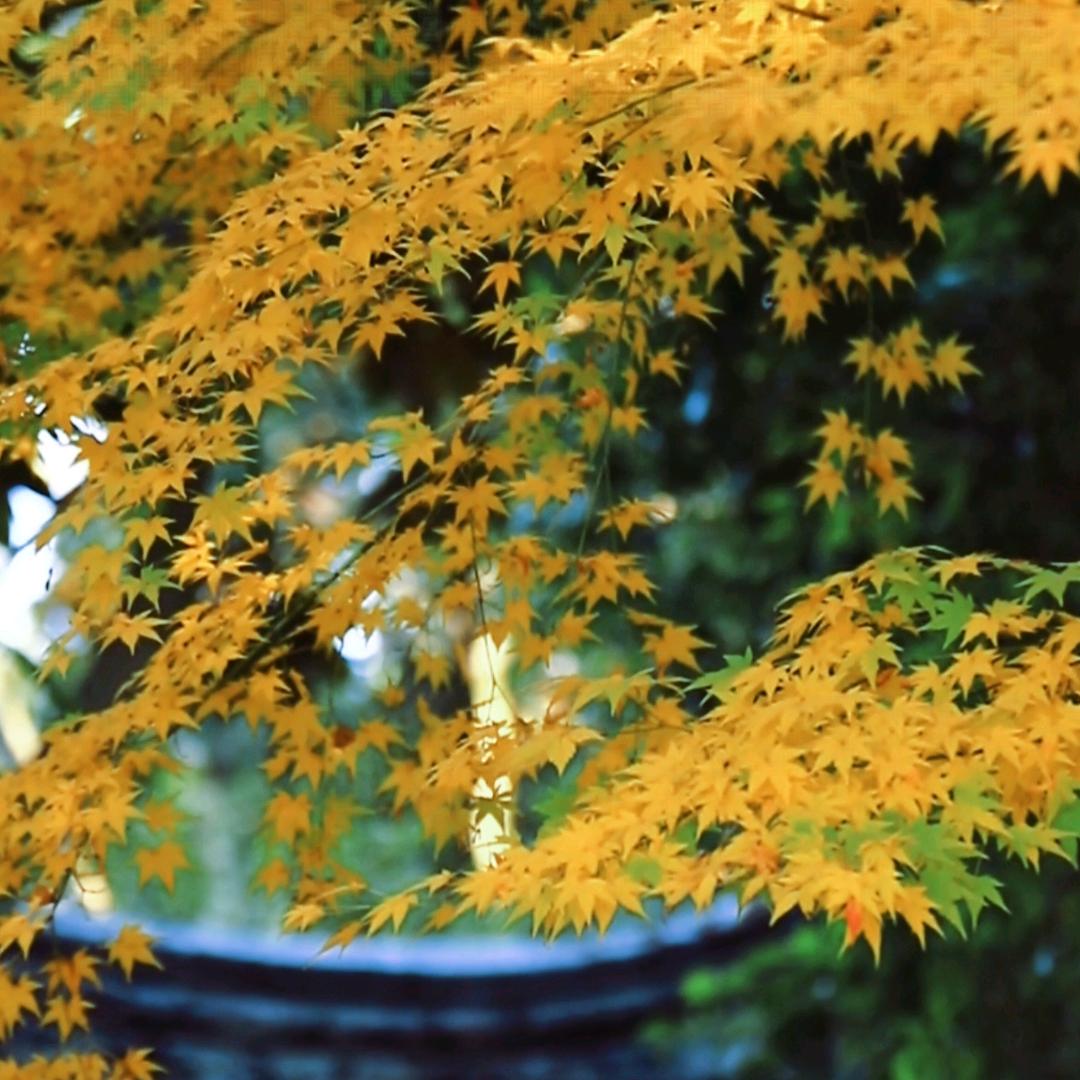 江西老表在广东