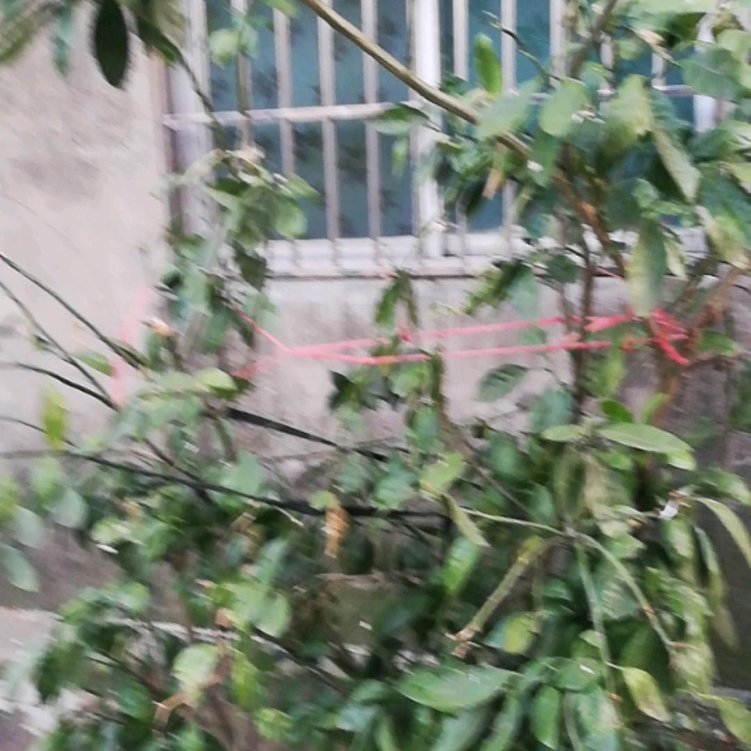 拼拼