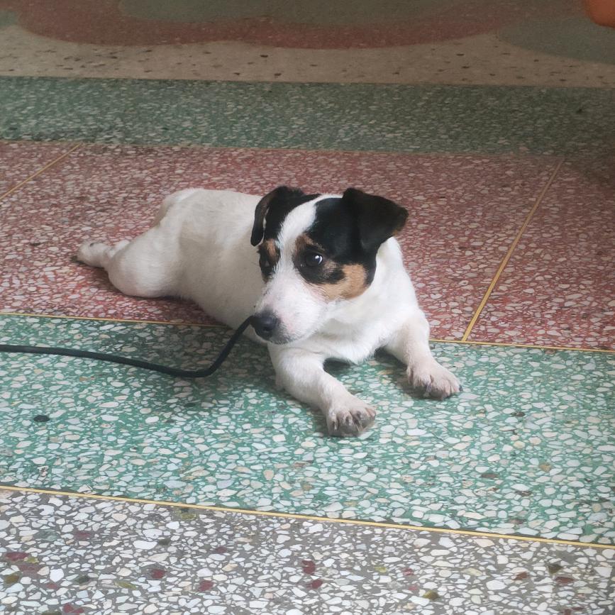 商丘杜杰犬业，阿彬