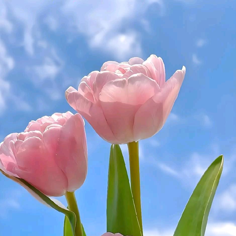 雨中漫步🌷