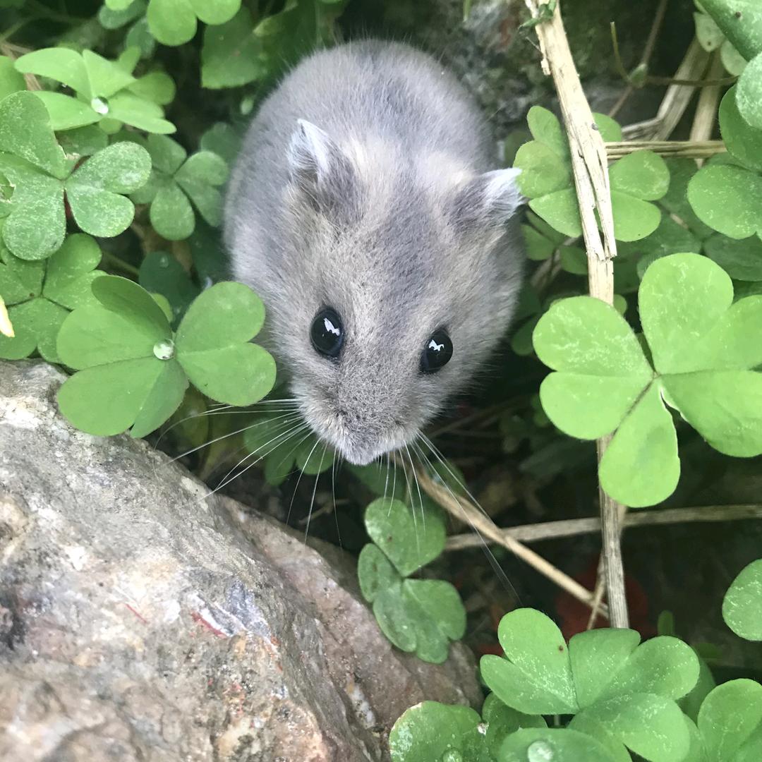 棉花