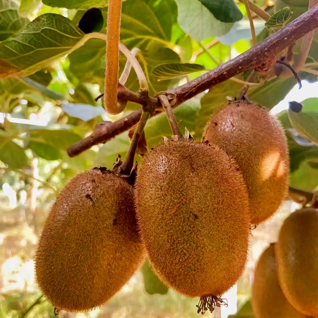 贵州修文贵长猕猴桃