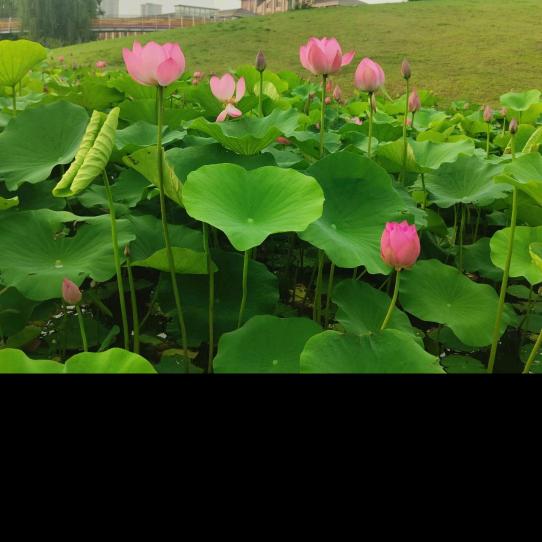 芝麻开门