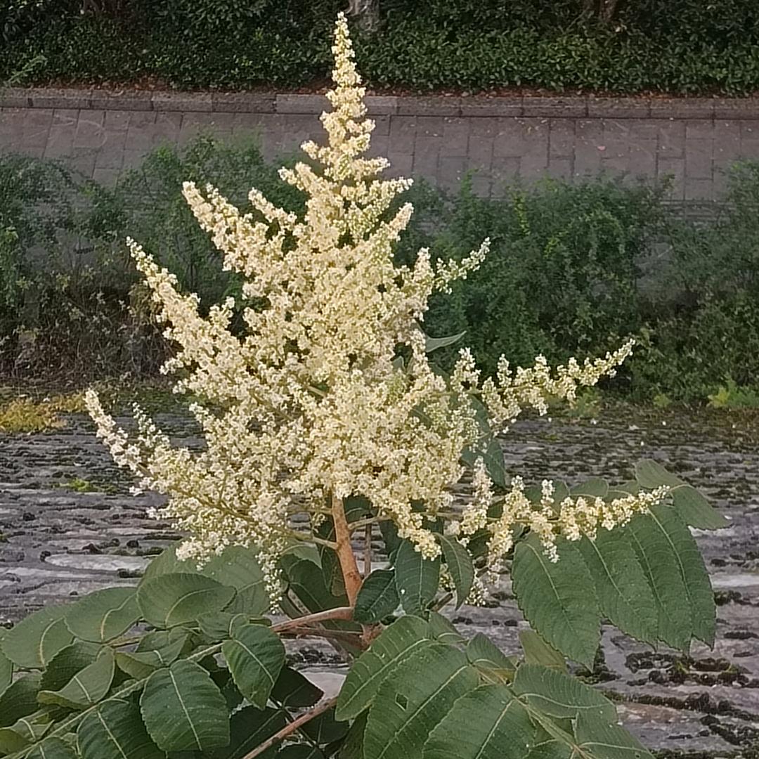 紫气棟来