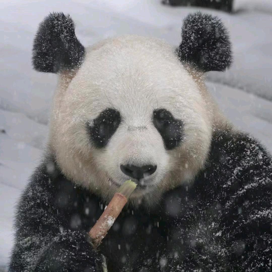 杨丽影
