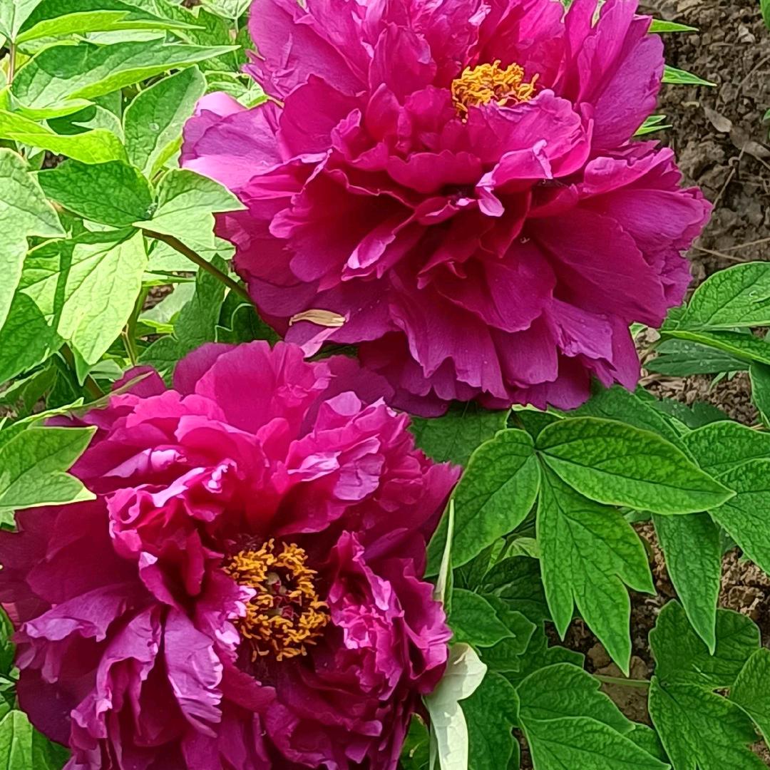 富贵花开