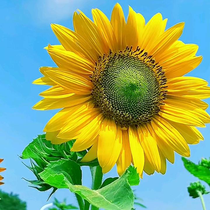 向阳花房