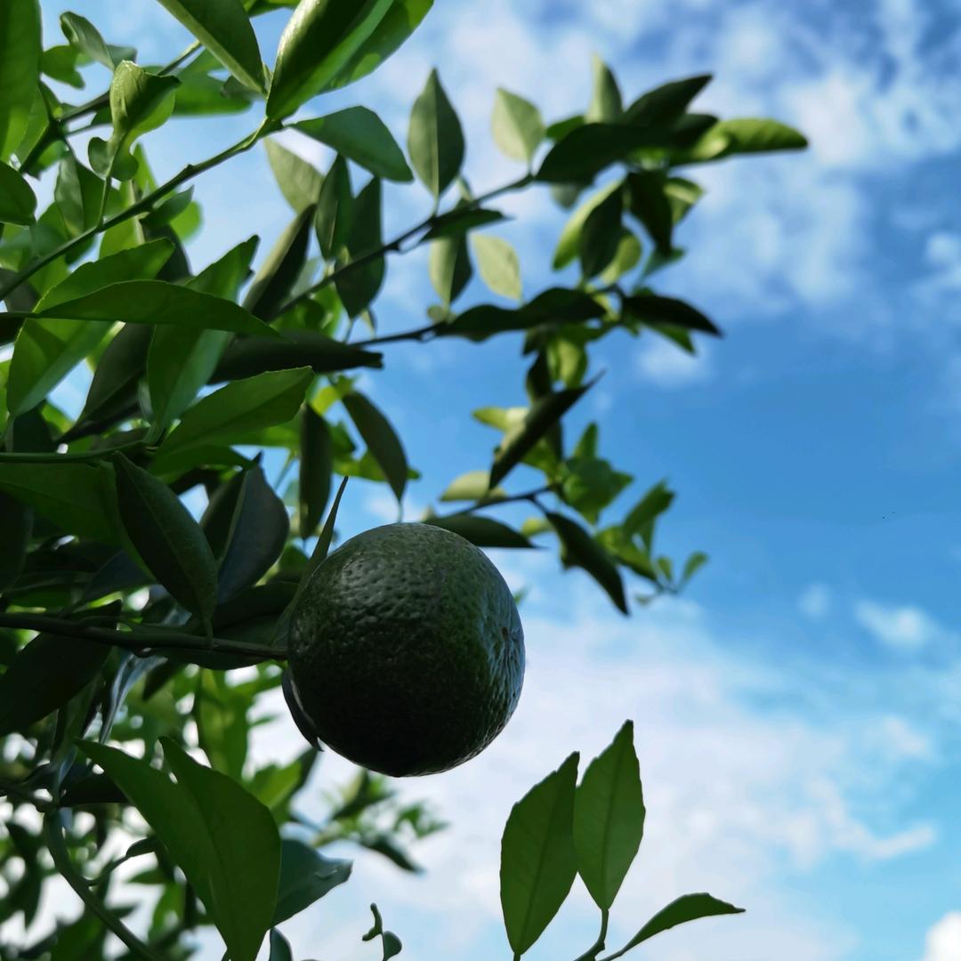 新会区秋香陈皮茶业商行