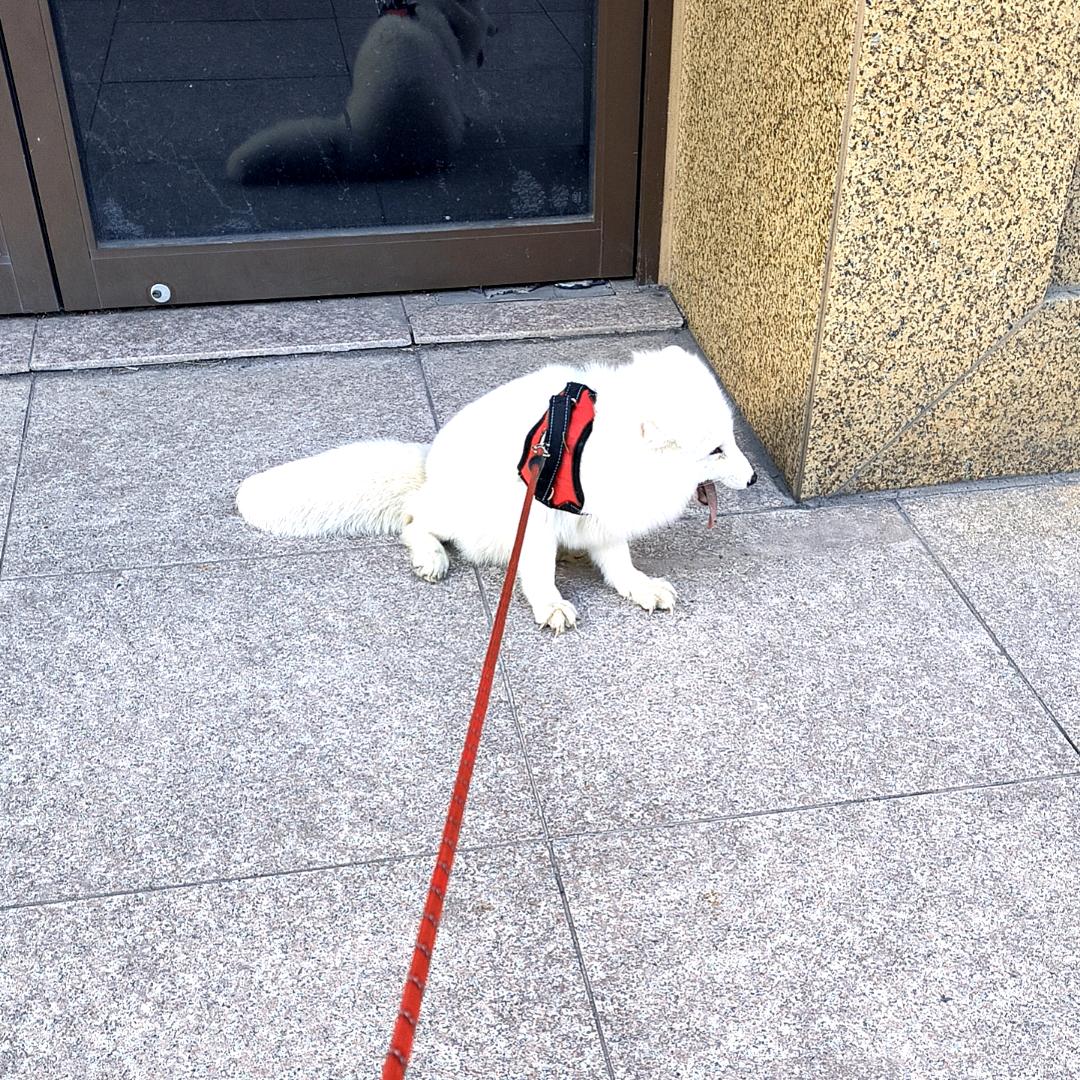聊极
