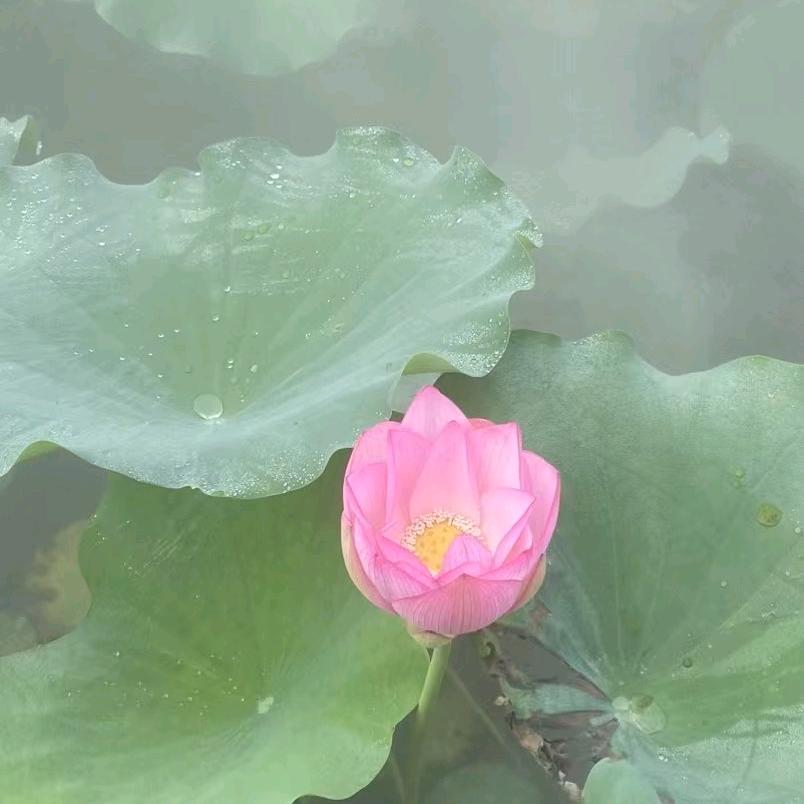 喳龙