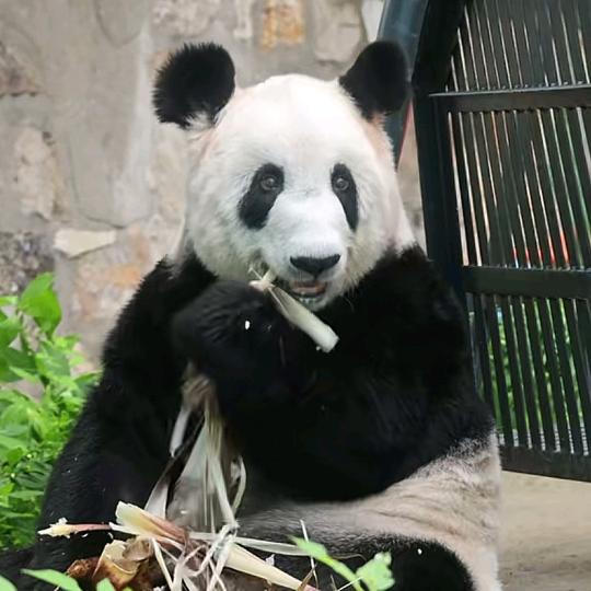 🐼真心予你