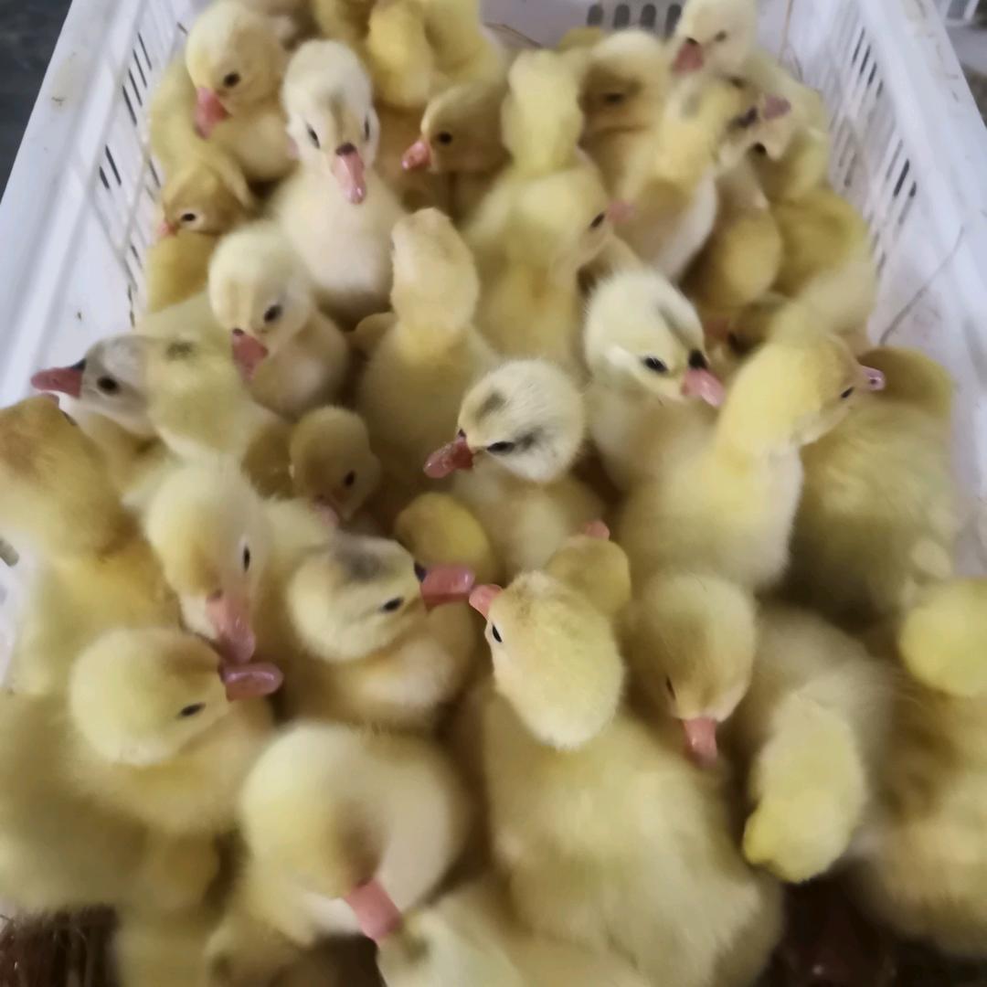 苏北大种鹅苗鸭苗孵化基地