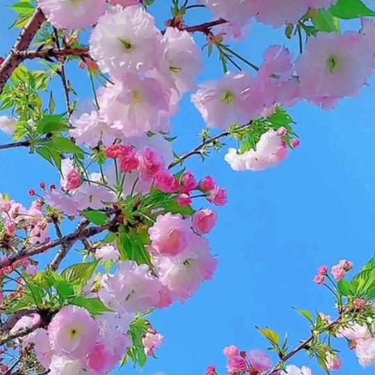贵州   燕燕