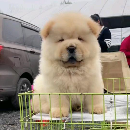 我家有只灰泰迪