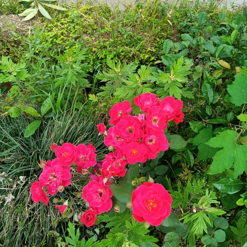 杨勤