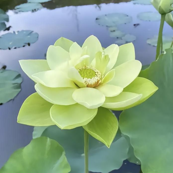 🌸🌸茉莉花🌸🌸