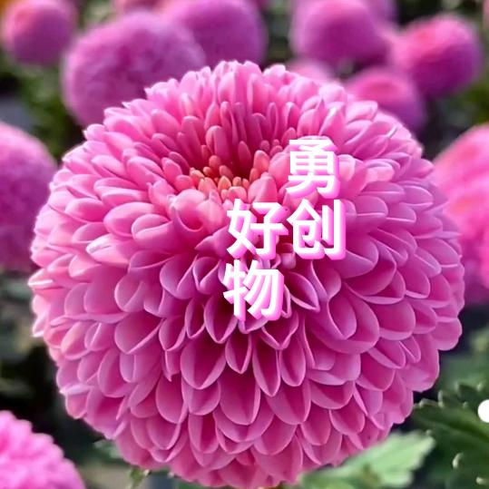 勇创好物