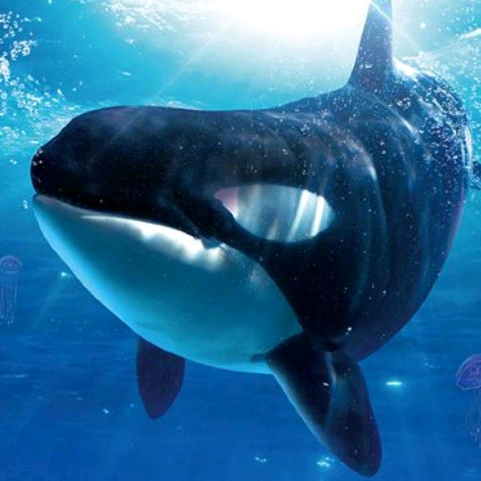 戴戴，浦东地产人