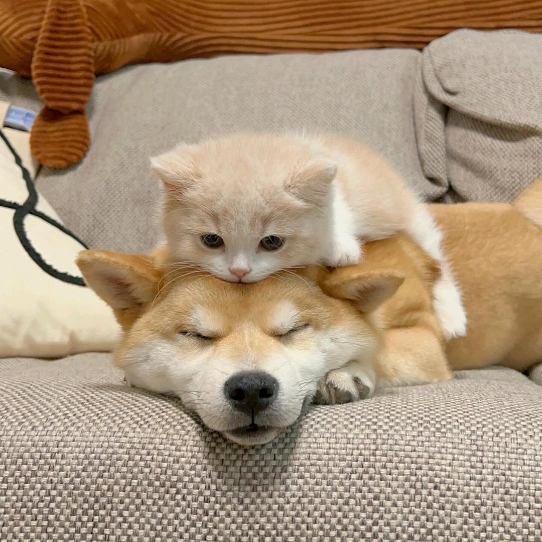 巴克宠物用品店