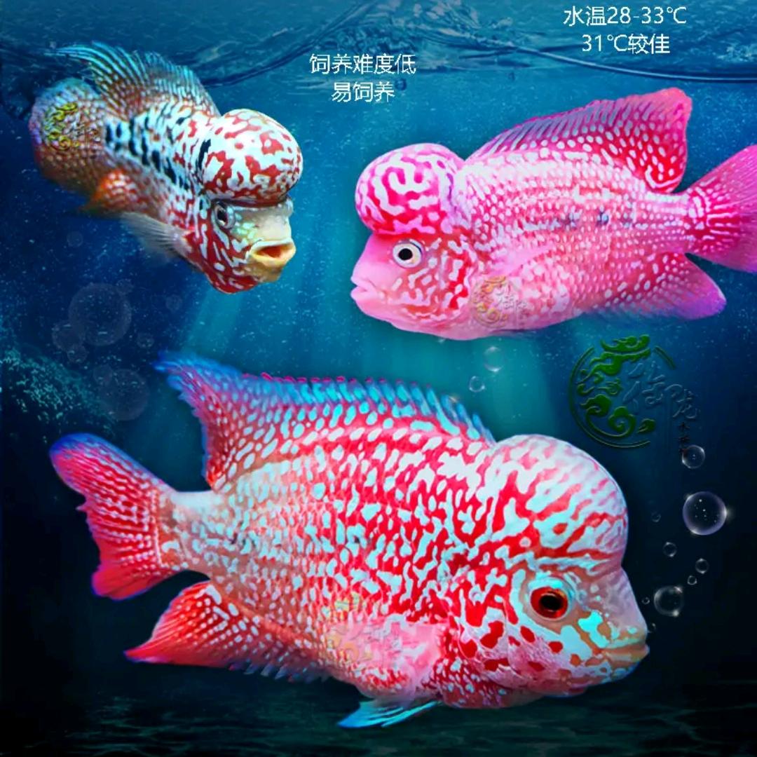 水中罗汉渔坊