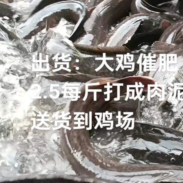 埃及鱼（江门月山）