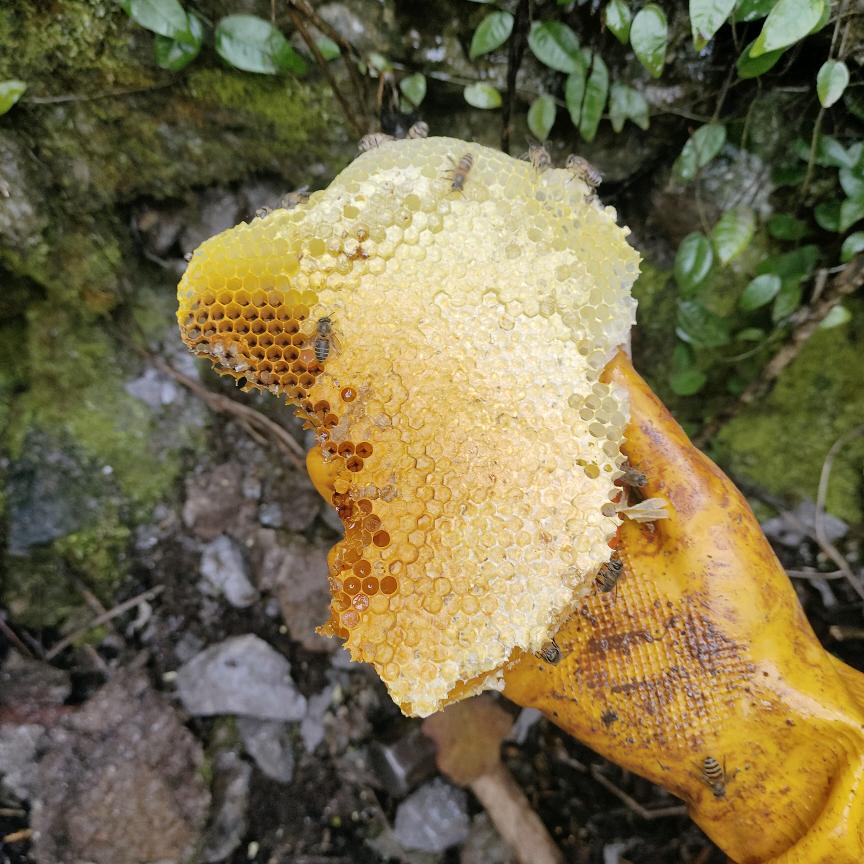 深山有好货