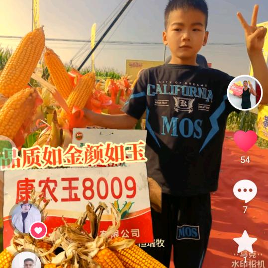 极品康农玉8009
