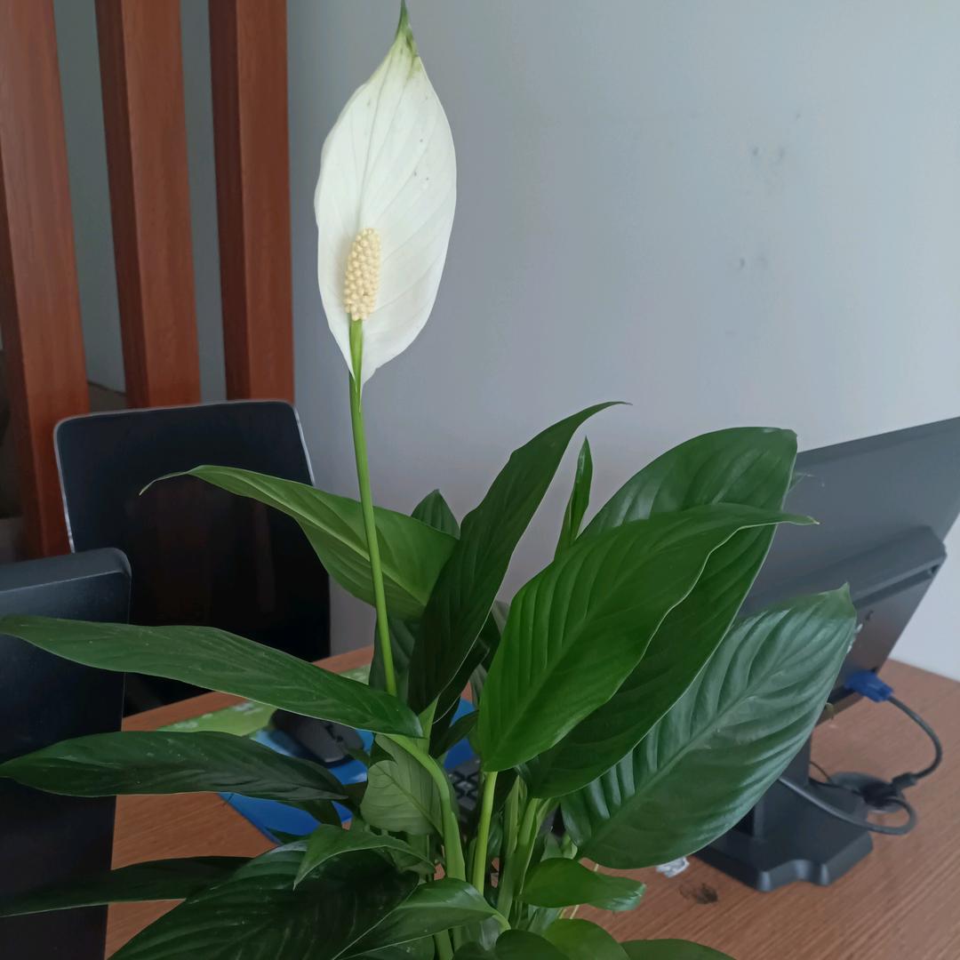 菏泽慧安佳房地产经纪有限公司