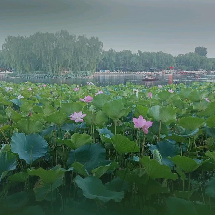 菲菲