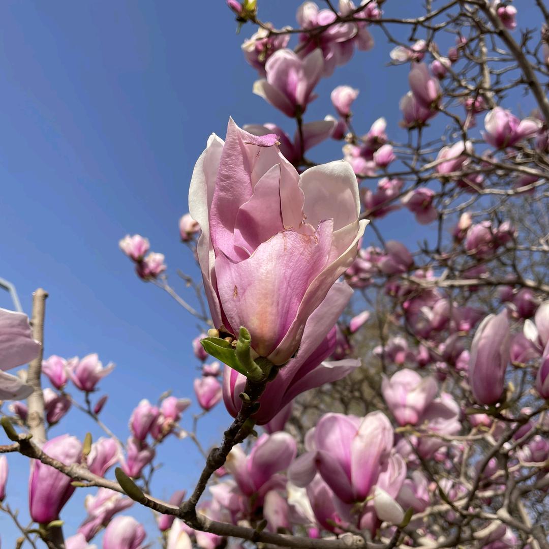 芳草怀旧
