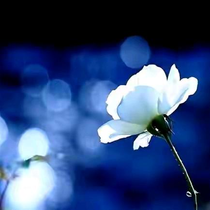 ঞ𝓜𝓲𝓼𝓼.萌蔓ᥫᦱᐝ