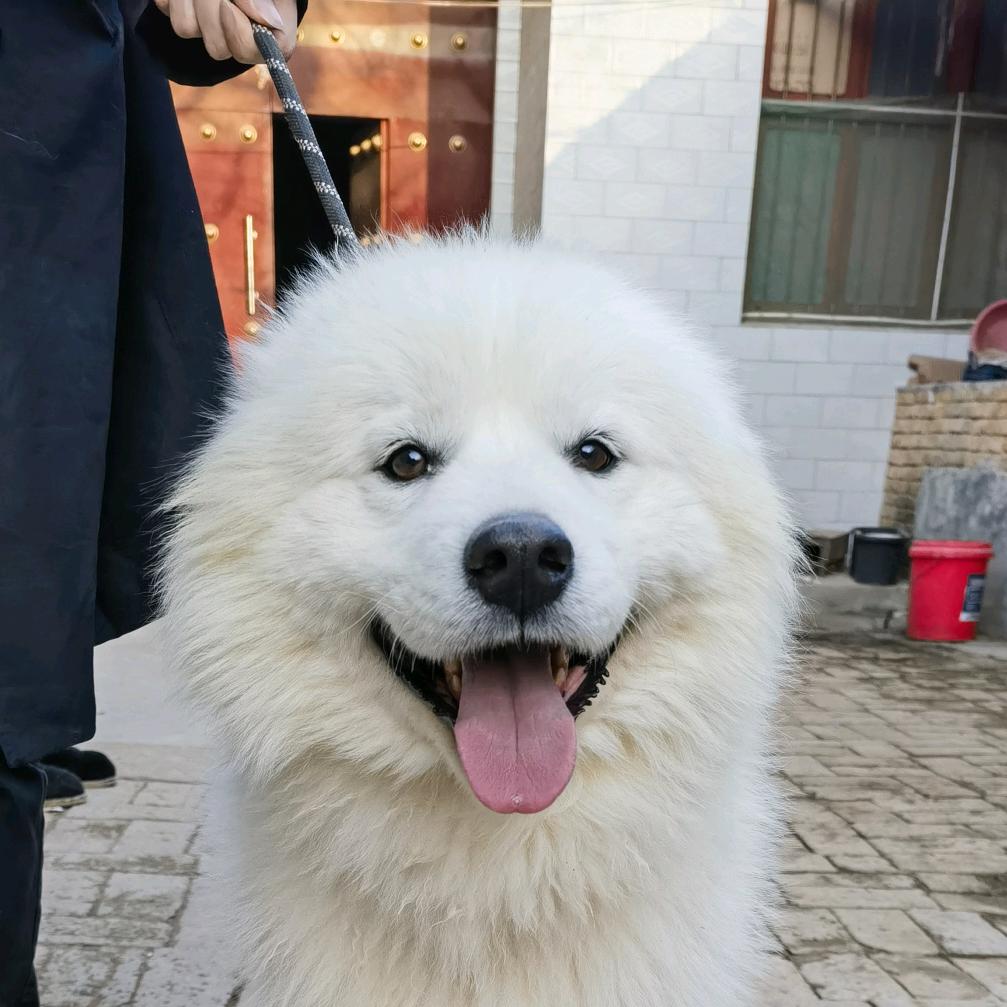 自家繁育萨摩耶