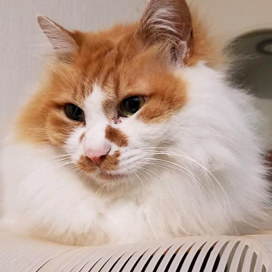 毛绒军武制造者