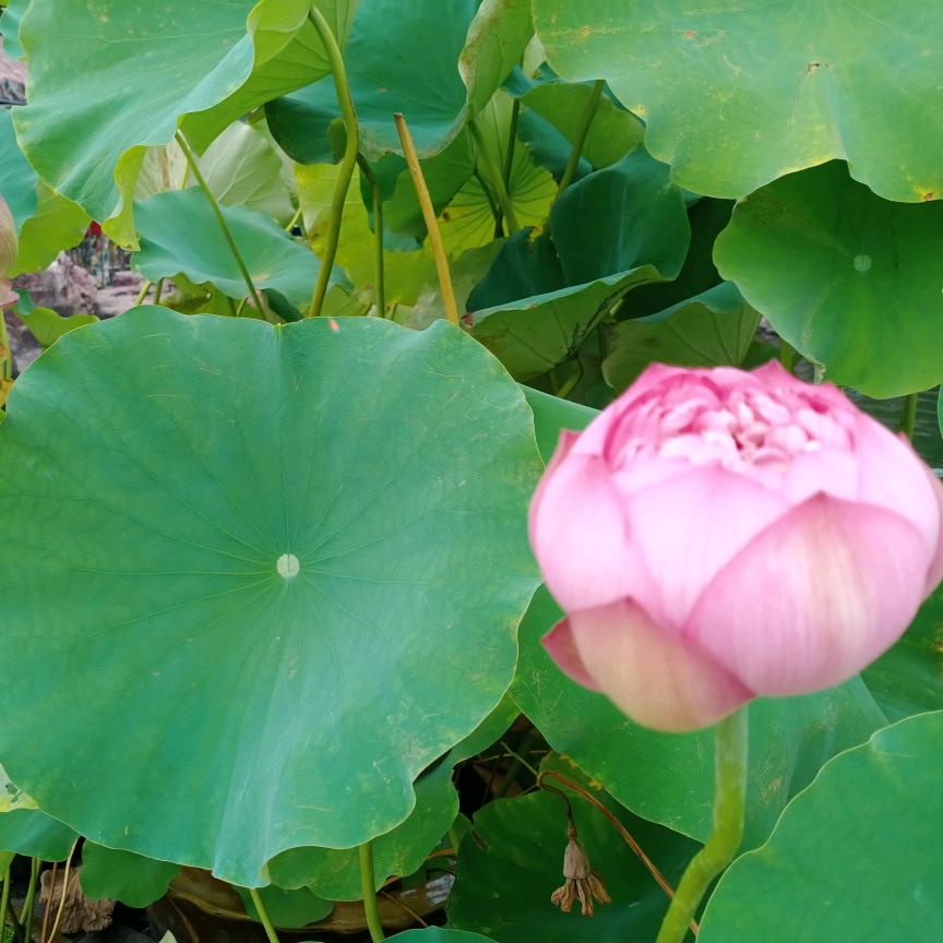 木棉花好物分享
